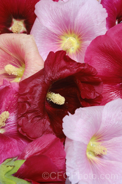 Various flower colour forms of Hollyhock (<i>Alcea rosea [syn. Althaea rosea]), a western Asian biennial or perennial to 3m tall. There are many garden forms. alcea-2169htm'>Alcea.