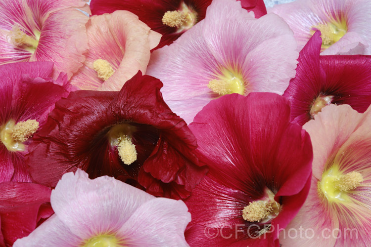 Various flower colour forms of Hollyhock (<i>Alcea rosea [syn. Althaea rosea]), a western Asian biennial or perennial to 3m tall. There are many garden forms. alcea-2169htm'>Alcea.