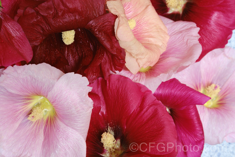 Various flower colour forms of Hollyhock (<i>Alcea rosea [syn. Althaea rosea]), a western Asian biennial or perennial to 3m tall. There are many garden forms. alcea-2169htm'>Alcea.