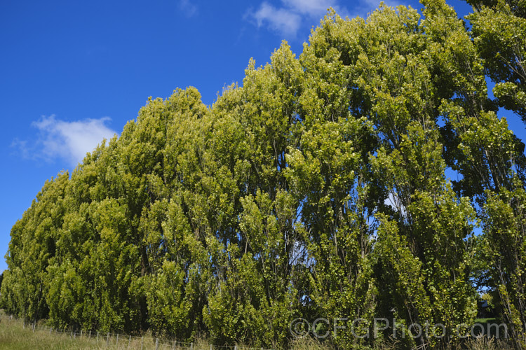 Golden Lombardy. Poplar (<i>Populus nigra 'Italica Aurea'), a yellow-green foliaged form of 'Italica', the upright 30m tall deciduous tree that is the most commonly grown form of a species widely distributed in Europe, North Africa and Siberia