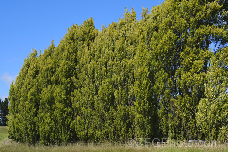 Golden Lombardy. Poplar (<i>Populus nigra 'Italica Aurea'), a yellow-green foliaged form of 'Italica', the upright 30m tall deciduous tree that is the most commonly grown form of a species widely distributed in Europe, North Africa and Siberia