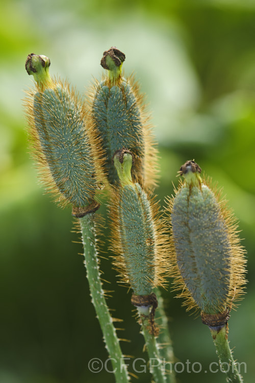 The ripening seed capsules of the Himalayan Blue Poppy (<i>Meconopsis betonicifolia</i>), a perennial, spring- to early summer-flowering poppy from the woodlands of southwest China and northwest Burma at 3000-4000m. Order: Ranunculales, Family: Papaveraceae