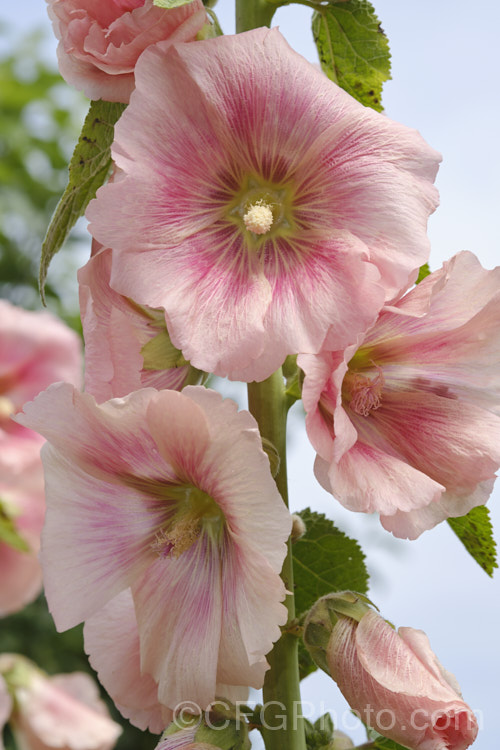 Apricot pink-flowered Hollyhock (<i>Alcea rosea [syn. Althaea rosea]), a western Asian biennial or perennial to 3m tall. There are many garden forms. alcea-2169htm'>Alcea.