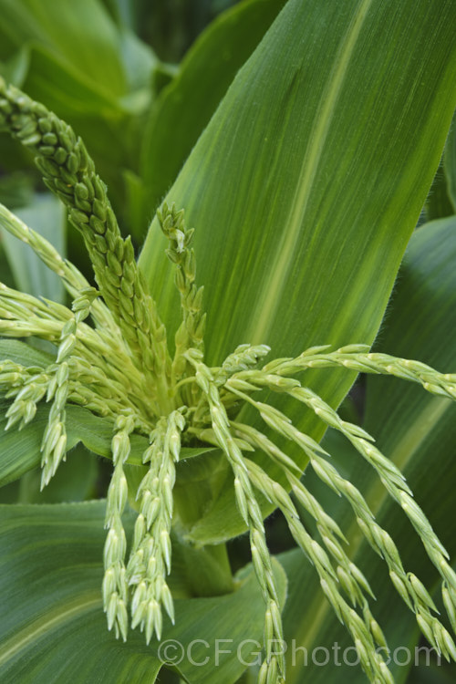 Developing male flowers of Sweet Corn, Maize or Corn (<i>Zea mays</i>), a robust annual grass from Central America grown for its edible seed heads (cobs</i>). There are many cultivars. Order: Poales, Family: Poaceae