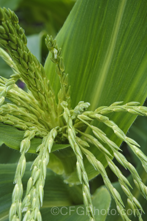 Developing male flowers of Sweet Corn, Maize or Corn (<i>Zea mays</i>), a robust annual grass from Central America grown for its edible seed heads (cobs</i>). There are many cultivars. Order: Poales, Family: Poaceae