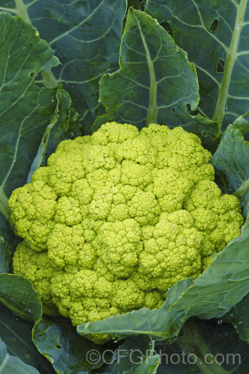 Broccoflower (<i>Brassica oleracea - Botrytis Group</i>), this cross between broccoli and cauliflower is a cabbage family vegetable grown for its edible pale green flower bud head