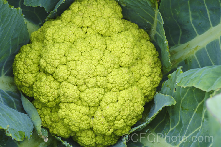 Broccoflower (<i>Brassica oleracea - Botrytis Group</i>), this cross between broccoli and cauliflower is a cabbage family vegetable grown for its edible pale green flower bud head