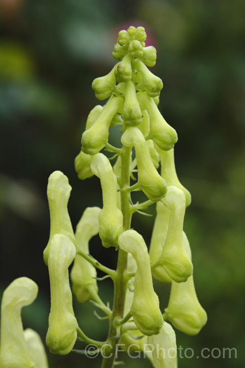 Developing flower buds of Yellow Monkshood or Healing Wolfsbane (<i>Aconitum anthora</i>), a late spring- to summer-flowering perennial found from southern Europe to Central Asia. Its flowering stems grow to around 15m tall. The name Healing Wolfsbane comes from old beliefs; it is, in fact, deadly poisonous. Order: Ranunculales, Family: Ranunculaceae