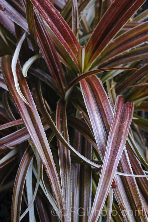 Astelia fragrans 'Westland', a bronze-leafed cultivar of a clumping, evergreen perennial found through most of the damper areas of New Zealand from sea level to 900m. The species was once considered a form of Astelia nervosa. astelia-2377htm'>Astelia. <a href='asteliaceae-plant-family-photoshtml'>Asteliaceae</a>.