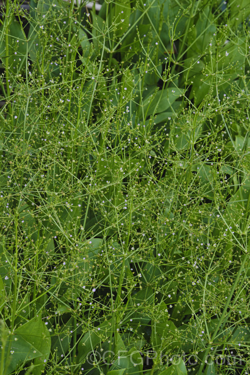 Water Plantain (<i>Alisma plantago-aquatica</i>), a marginal aquatic or semi-aquatic perennial found in the northern temperate zones and eastern Australia. Naturalised in other areas, it is sometimes considered a local weed. Small lilac flower on tall heads open in summer. alisma-2252htm'>Alisma. <a href='alismaceae-plant-family-photoshtml'>Alismataceae</a>.