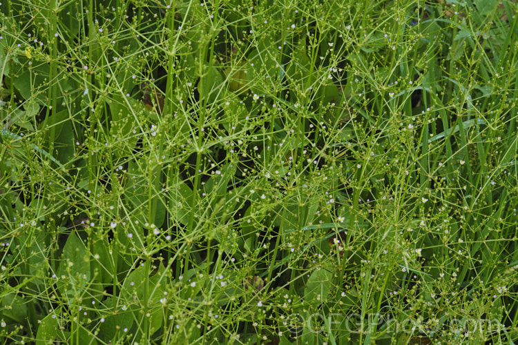 Water Plantain (<i>Alisma plantago-aquatica</i>), a marginal aquatic or semi-aquatic perennial found in the northern temperate zones and eastern Australia. Naturalised in other areas, it is sometimes considered a local weed. Small lilac flower on tall heads open in summer. alisma-2252htm'>Alisma. <a href='alismaceae-plant-family-photoshtml'>Alismataceae</a>.