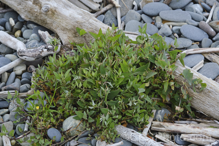 Orache (<i>Atriplex prostrata</i>), a coastal and estuarine perennial that is quite variable in appearance depending on its exposure to sun, wind and salt. In an exposed coastal position, it is often very low-growing, but as this example shows, it can scramble and gain some height. The foliage is grey-green with a red tint to the stems and leaf margins. The clustered flowerheads also have a red tint Eurasian in origin, it is now widely naturalised. atriplex-3513htm'>Atriplex. Order: Caryophyllales, Family: Amaranthaceae