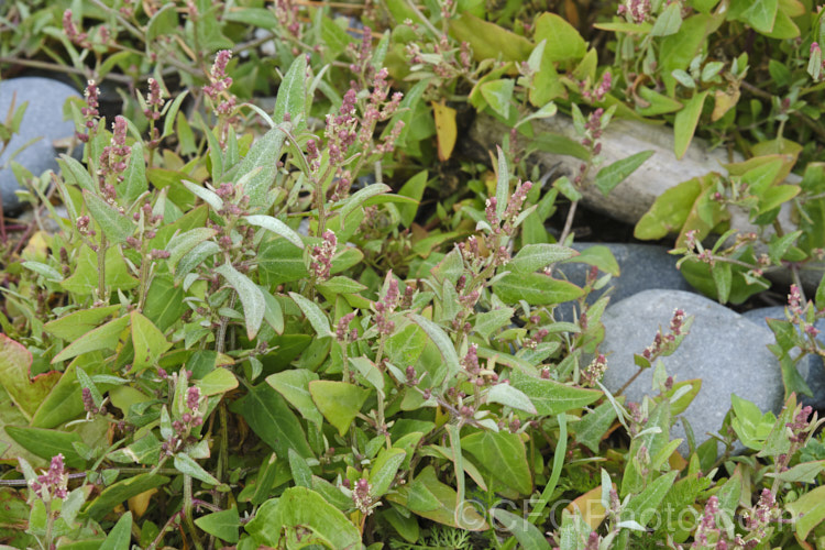 Orache (<i>Atriplex prostrata</i>), a coastal and estuarine perennial that is quite variable in appearance depending on its exposure to sun, wind and salt. In an exposed coastal position, it is often very low-growing, but as this example shows, it can scramble and gain some height. The foliage is grey-green with a red tint to the stems and leaf margins. The clustered flowerheads also have a red tint Eurasian in origin, it is now widely naturalised. atriplex-3513htm'>Atriplex. Order: Caryophyllales, Family: Amaranthaceae