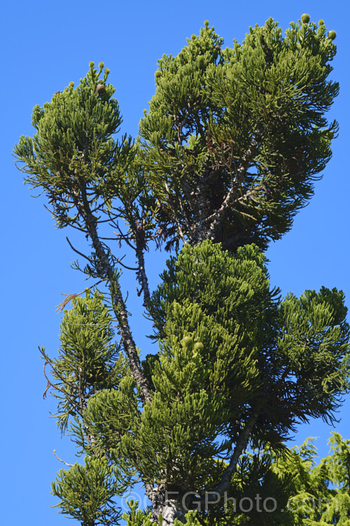 Hoop Pine or Moreton Bay Pine (<i>Araucaria cunninghamii</i>), an evergreen coniferous tree native to the east coast of Australia. A variety also occurs in New Guinea. When mature, it is similar to the Norfolk Island Pine (<i>Araucaria heterophylla</i>) but it does not have the rigidly symmetrical juvenile habit of Araucaria heterophylla. Order: Pinales, Family: Araucariaceae