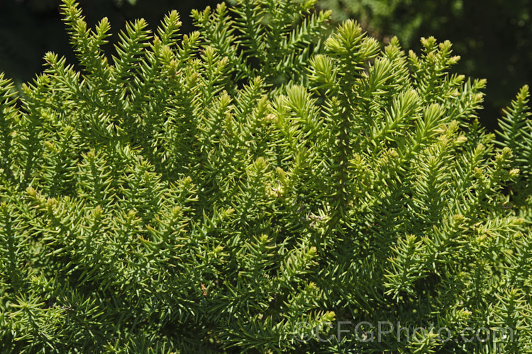 The foliage of Hoop Pine or Moreton Bay Pine (<i>Araucaria cunninghamii</i>), an evergreen coniferous tree native to the east coast of Australia. A variety also occurs in New Guinea. When mature, it is similar to the Norfolk Island Pine (<i>Araucaria heterophylla</i>) but it does not have the rigidly symmetrical juvenile habit of Araucaria heterophylla. Also, as shown here, its leaves have pointed tips. Order: Pinales, Family: Araucariaceae