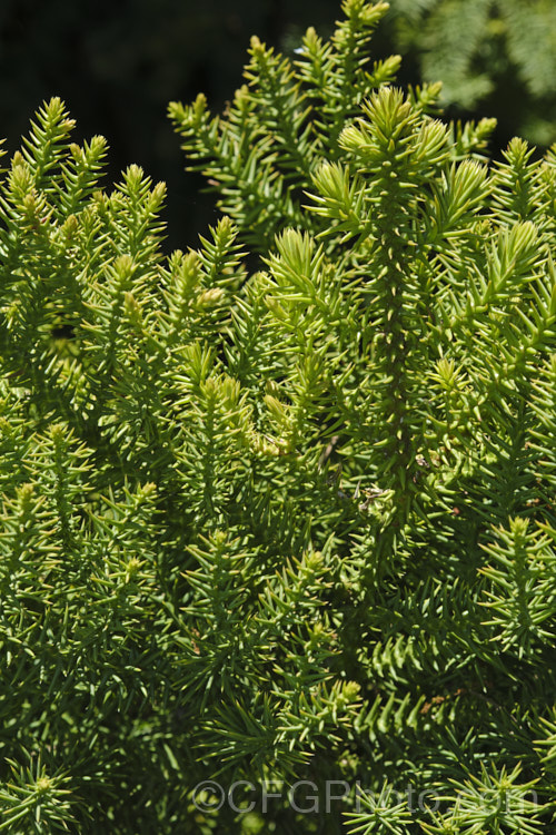 The foliage of Hoop Pine or Moreton Bay Pine (<i>Araucaria cunninghamii</i>), an evergreen coniferous tree native to the east coast of Australia. A variety also occurs in New Guinea. When mature, it is similar to the Norfolk Island Pine (<i>Araucaria heterophylla</i>) but it does not have the rigidly symmetrical juvenile habit of Araucaria heterophylla. Also, as shown here, its leaves have pointed tips. Order: Pinales, Family: Araucariaceae