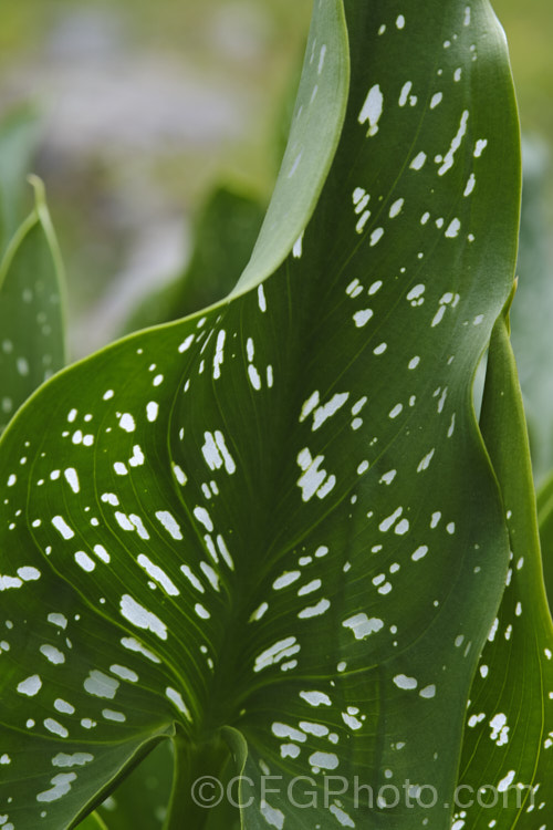 Closeup of the distinctive foliage of the White-spotted. Calla. Lily (<i>Zantedeschia albomaculata</i>), a summer-flowering rhizomatous perennial native to southern Africa. It is one of the parents of the fancy-flowered hybrid callas often grown as cut flowers. It has cream-spathed flowerheads on stems up to 90cm tall