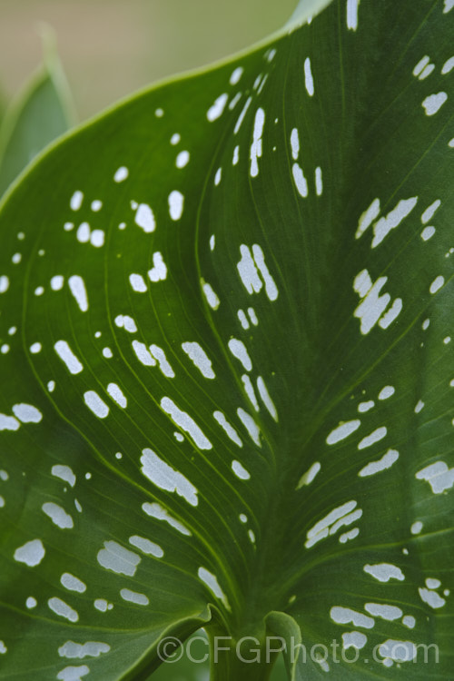 Closeup of the distinctive foliage of the White-spotted. Calla. Lily (<i>Zantedeschia albomaculata</i>), a summer-flowering rhizomatous perennial native to southern Africa. It is one of the parents of the fancy-flowered hybrid callas often grown as cut flowers. It has cream-spathed flowerheads on stems up to 90cm tall