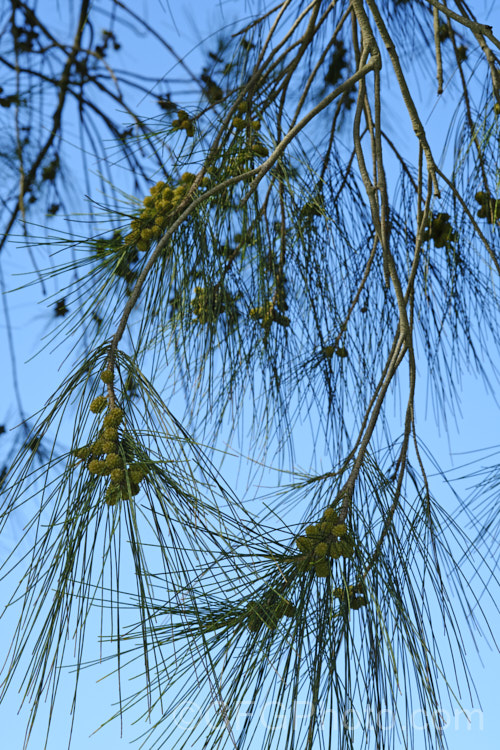 Black She-oak (<i>Allocasuarina littoralis [syn. Casuarina littoralis]), an evergreen, 8-15m tall tree native to eastern Australia, where it occurs mainly near the coast, extending from Cape. York in the far north all the way to Tasmania. The male flowers are reddish on opening and then turn a buff colour, and are borne in catkins that open from mid-autumn. The female flowerheads open a little later and are red. The knobbly cones stay on the tree for a prolonged period. allocasuarina-2276htm'>Allocasuarina. <a href='casuarinaceae-plant-family-photoshtml'>Casuarinaceae</a>.