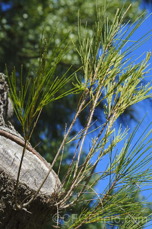 Regrowth from a cut branch of Black She-oak (<i>Allocasuarina littoralis [syn. Casuarina littoralis]), an evergreen, 8-15m tall tree native to eastern Australia, where it occurs mainly near the coast, extending from Cape. York in the far north all the way to Tasmania. The male flowers are reddish on opening and then turn a buff colour, and are borne in catkins that open from mid-autumn. The female flowerheads open a little later and are red. The knobbly cones stay on the tree for a prolonged period. allocasuarina-2276htm'>Allocasuarina. <a href='casuarinaceae-plant-family-photoshtml'>Casuarinaceae</a>.