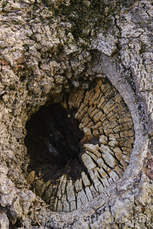 Wood rotting away from where a branch has been cut on a Black She-oak (<i>Allocasuarina littoralis [syn. Casuarina littoralis]), an evergreen, 8-15m tall tree native to eastern Australia, where it occurs mainly near the coast, extending from Cape. York in the far north all the way to Tasmania. The male flowers are reddish on opening and then turn a buff colour, and are borne in catkins that open from mid-autumn. The female flowerheads open a little later and are red. The knobbly cones stay on the tree for a prolonged period. allocasuarina-2276htm'>Allocasuarina. <a href='casuarinaceae-plant-family-photoshtml'>Casuarinaceae</a>.