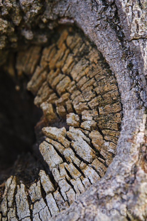 Wood rotting away from where a branch has been cut on a Black She-oak (<i>Allocasuarina littoralis [syn. Casuarina littoralis]), an evergreen, 8-15m tall tree native to eastern Australia, where it occurs mainly near the coast, extending from Cape. York in the far north all the way to Tasmania. The male flowers are reddish on opening and then turn a buff colour, and are borne in catkins that open from mid-autumn. The female flowerheads open a little later and are red. The knobbly cones stay on the tree for a prolonged period. allocasuarina-2276htm'>Allocasuarina. <a href='casuarinaceae-plant-family-photoshtml'>Casuarinaceae</a>.