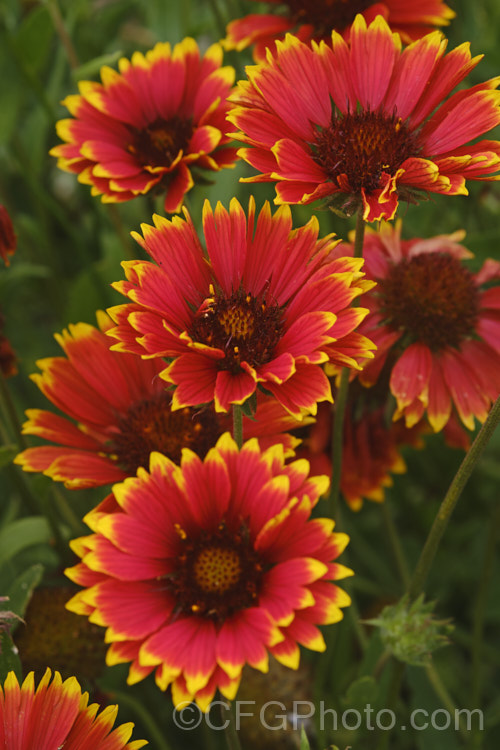 Gaillardia aristata photo at Pictures of Plants stock image library