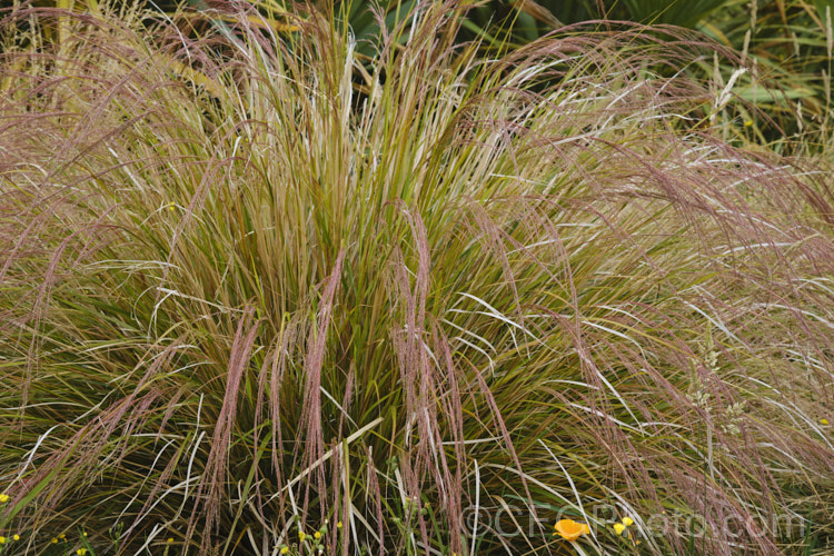 Pheasant's Tail Grass (<i>Anemanthele lessoniana [syns. Oryzopsis lessoniana, Stipa arundinacea]), a fine-leafed, clumping grass with airy, feathery flower and seed heads up to 1m tall It is native to New Zealand and in autumn and winter the foliage will often develop bright bronze to orange-brown tones. Order: Poales, Family: Poaceae