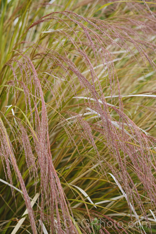 Pheasant's Tail Grass (<i>Anemanthele lessoniana [syns. Oryzopsis lessoniana, Stipa arundinacea]), a fine-leafed, clumping grass with airy, feathery flower and seed heads up to 1m tall It is native to New Zealand and in autumn and winter the foliage will often develop bright bronze to orange-brown tones. Order: Poales, Family: Poaceae