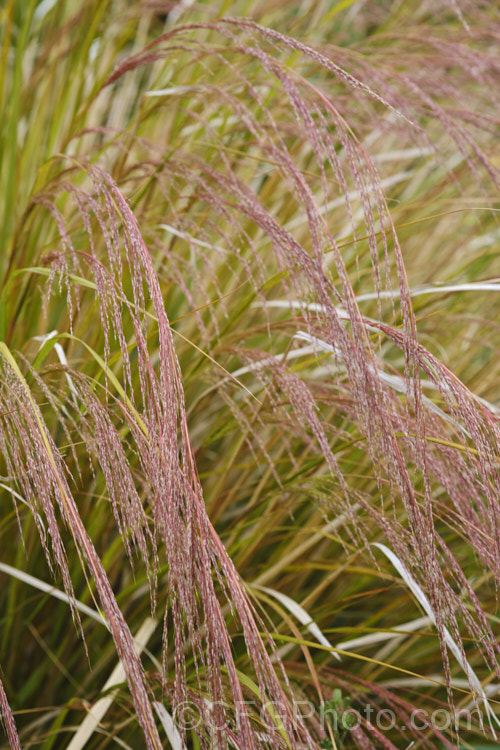 Pheasant's Tail Grass (<i>Anemanthele lessoniana [syns. Oryzopsis lessoniana, Stipa arundinacea]), a fine-leafed, clumping grass with airy, feathery flower and seed heads up to 1m tall It is native to New Zealand and in autumn and winter the foliage will often develop bright bronze to orange-brown tones. Order: Poales, Family: Poaceae