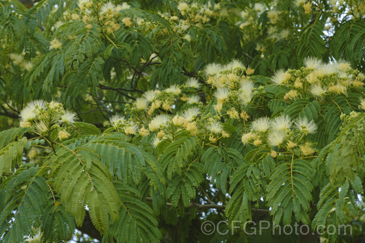 White Silk Tree (<i>Albizia julibrissin Alba'), a very pale-flowered cultivar of a deciduous, summer-flowering tree found naturally from Iran to Japan. The species has pink flowers and tends to be a larger tree. albizia-2159htm'>Albizia.