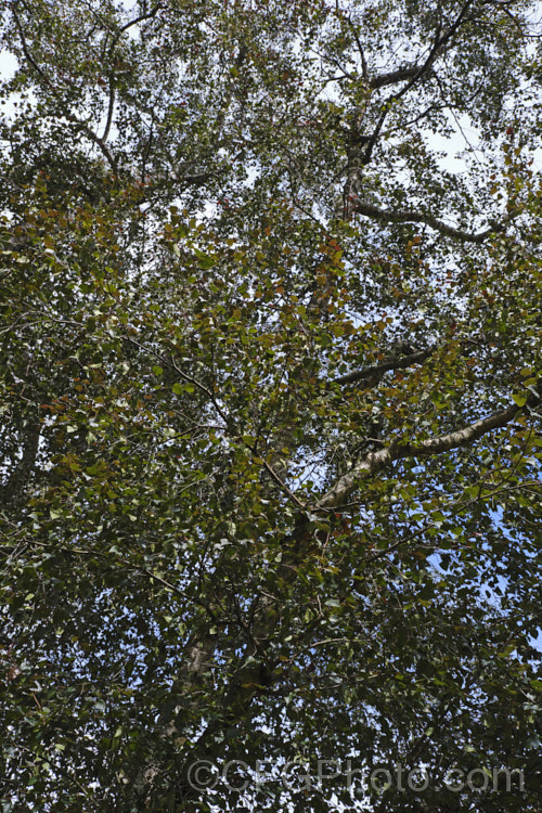 The summer foliage of the Purple Leaf Birch (<i>Betula pendula 'Purpurea'), a Silver Birch cultivar with deep purple-bronze foliage that has a red tint when young 'Purpurea' is often a slow-growing and not especially strong plant, but will eventually become a large tree. betula-2077htm'>Betula. <a href='betulaceae-plant-family-photoshtml'>Betulaceae</a>.