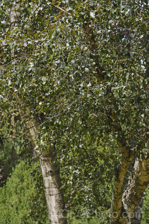 The summer foliage of the Purple Leaf Birch (<i>Betula pendula 'Purpurea'), a Silver Birch cultivar with deep purple-bronze foliage that has a red tint when young 'Purpurea' is often a slow-growing and not especially strong plant, but will eventually become a large tree. betula-2077htm'>Betula. <a href='betulaceae-plant-family-photoshtml'>Betulaceae</a>.