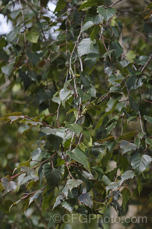 The summer foliage of the Purple Leaf Birch (<i>Betula pendula 'Purpurea'), a Silver Birch cultivar with deep purple-bronze foliage that has a red tint when young 'Purpurea' is often a slow-growing and not especially strong plant, but will eventually become a large tree. betula-2077htm'>Betula. <a href='betulaceae-plant-family-photoshtml'>Betulaceae</a>.