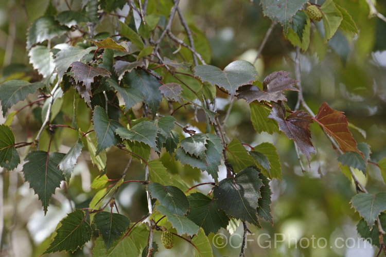 The summer foliage of the Purple Leaf Birch (<i>Betula pendula 'Purpurea'), a Silver Birch cultivar with deep purple-bronze foliage that has a red tint when young 'Purpurea' is often a slow-growing and not especially strong plant, but will eventually become a large tree. betula-2077htm'>Betula. <a href='betulaceae-plant-family-photoshtml'>Betulaceae</a>.