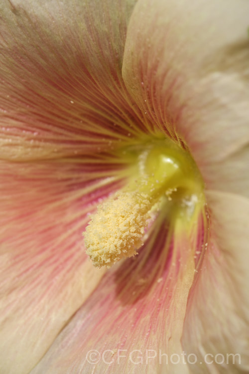 The centre of a Hollyhock (<i>Alcea rosea [syn. Althaea rosea]), showing the staminal column, which is a prominent features of plants in Malvaceae. The Hollyhock is a western Asian biennial or short-lived perennial that grows to 3m tall. There are many garden forms. alcea-2169htm'>Alcea.