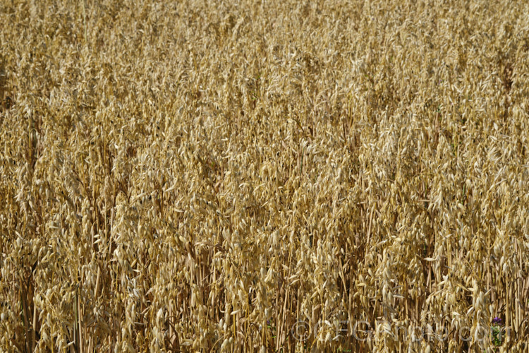 Oats (<i>Avena sativa</i>), a Eurasian grass that is one of the major grain crops. Although a staple food in the Middle. Ages, for many centuries, oats became primarily used as a fodder crop, but with the rise in the consumption of breakfast cereal and mixed grain breads they are once again widely used. avena-2197htm'>Avena. .