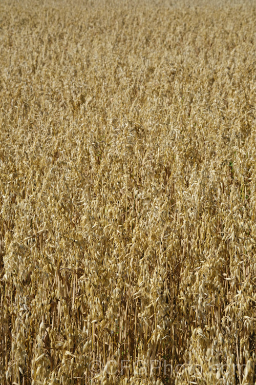 Oats (<i>Avena sativa</i>), a Eurasian grass that is one of the major grain crops. Although a staple food in the Middle. Ages, for many centuries, oats became primarily used as a fodder crop, but with the rise in the consumption of breakfast cereal and mixed grain breads they are once again widely used. avena-2197htm'>Avena. .