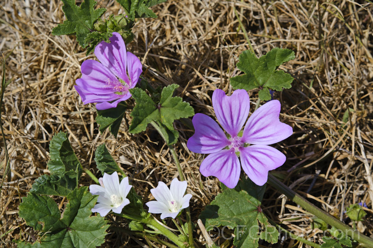 Image showing the comparative sizes of Malva sylvestris (larger flower</i>) and Malva parviflora. Both species are Eurasian natives that are usually seen as weeds of rough turf, waste ground or infrequently cultivated areas. The flowers of both species range from white to deep purplish pink and the two may hybridise, resulting in a plant called. Malva x arbosii. Order: Malvales, Family: Malvaceae