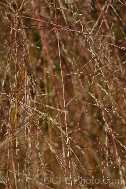 Closeup of the seedhead of Pheasant's Tail Grass (<i>Anemanthele lessoniana [syns. Oryzopsis lessoniana, Stipa arundinacea]), a fine-leafed, clumping grass with airy, feathery flower and seed heads up to 1m tall It is native to New Zealand and in autumn and winter the foliage will often develop bright bronze to orange-brown tones. Order: Poales, Family: Poaceae