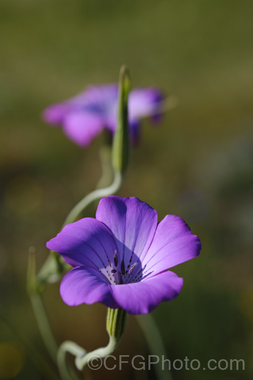 Corncockle (<i>Agrostemma githago</i>), a summer-flowering Mediterranean annual of the carnation family. Its long, wiry stems can grow to around 1m tall and the flowers are around 2cm wide. Cultivars occur in a range of pink and mauve to red shades. While capable of self-sowing very freely and sometimes considered a minor weed, it is also quite widely cultivated for its airy, graceful habit. agrostemma-2269htm'>Agrostemma. Order: Caryophyllales, Family: Caryophyllaceae