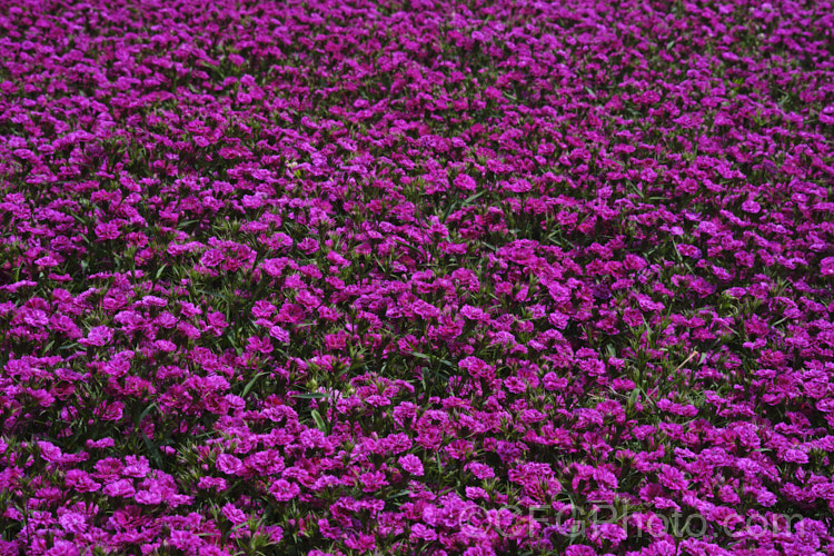 Dianthus 'Fruit. Punch', a dark-centred, deep pink cultivar from the Spiked. Punch series of bedding dianthus introduced by Proven. Winners. The flowers are scented. dianthus-2041htm'>Dianthus. Order: Caryophyllales, Family: Caryophyllaceae