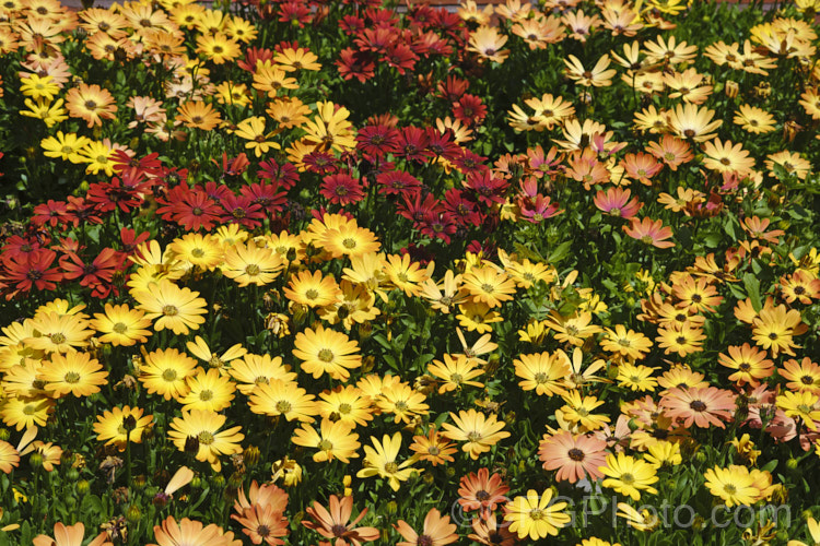 Osteospermum. Akila 'Sunset. Shades', an F1 hybrid Osteospermum strain that produces flowerheads in a range of warm yellow, orange and red tones, often with lighter centres. These hybrids are compact but heavy-flowering. osteospermum-3194htm'>Osteospermum.