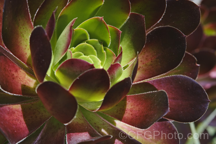 <i>Aeonium arboreum</i> 'Atropurpureum', a red-purple- to maroon-foliaged form (not as dark as 'Schwarzkopf) of a bushy succulent native to Gran Canaria Island The flowers open in early spring. Mature clumps cover a large area and can have flower stems over 15m tall. Order: Saxifragales, Family: Crassulaceae