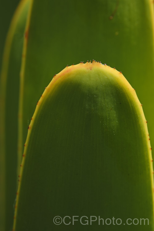 The tip of the distinctive strappy leaf of the Fan Aloe (<i>Aloe plicatilis</i>), a winter- to spring-flowering, woody-based, succulent perennial native to the Cape. Province of South Africa. The fan-like arrangement of the 30-40cm long leaves is very distinctive. Order: Asparagales, Family: Asphodelaceae