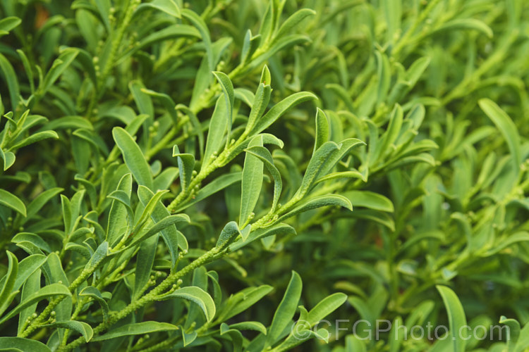 Closeup of the foliage of Philotheca myoporoides (syn. Eriostemon myoporoides</i>) 'Profusion', a compact, heavy-flowering cultivar of a 2m high evergreen shrub native to eastern Australia. Note the warty, glandular texture of the leaves. The shrub is highly aromatic, but the flowers are unscented. Order: Sapindales, Family: Rutaceae