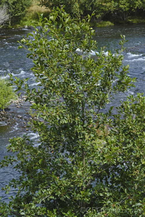 Common Alder (<i>Alnus glutinosa</i>) in late summer. This very hardy, 20-30m tall, moisture-loving deciduous tree is native to Eurasia and North Africa. Its catkins develop in late summer and autumn. alnus-2121htm'>Alnus. <a href='betulaceae-plant-family-photoshtml'>Betulaceae</a>.