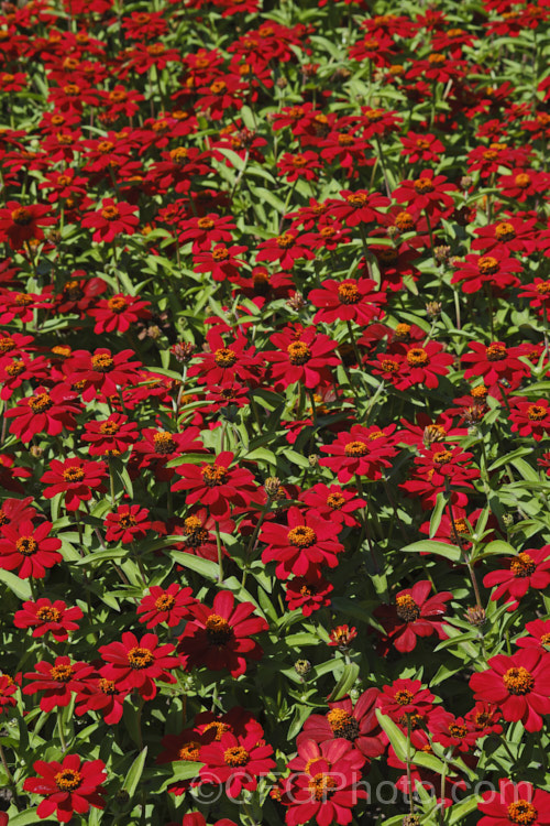 Zinnia 'Profusion' Red (<i>Zinnia elegans Profusion series</i>), these large-flowered, single to semi-double, dwarf plants are typical of modern bedding zinnias, with a stocky habit, good rain resistance and vibrant flower colours. Order: Asterales, Family: Asteraceae