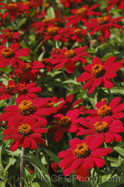 Zinnia 'Profusion' Red (<i>Zinnia elegans Profusion series</i>), these large-flowered, single to semi-double, dwarf plants are typical of modern bedding zinnias, with a stocky habit, good rain resistance and vibrant flower colours. Order: Asterales, Family: Asteraceae