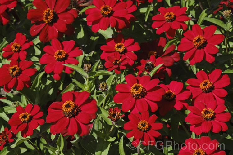 Zinnia 'Profusion' Red (<i>Zinnia elegans Profusion series</i>), these large-flowered, single to semi-double, dwarf plants are typical of modern bedding zinnias, with a stocky habit, good rain resistance and vibrant flower colours. Order: Asterales, Family: Asteraceae